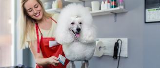 Chien toiletté concours canin